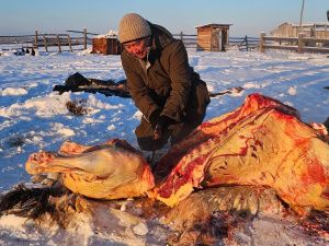 Глава Якутии принял участие в традиционном забое скота